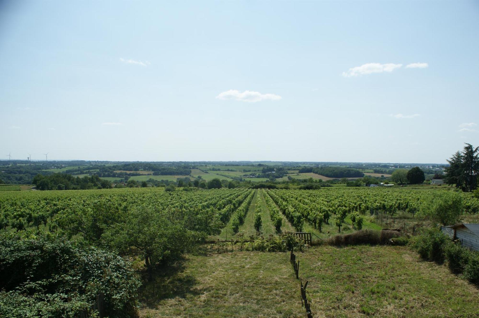 Domaine Des Ortinieres Villa Beaulieu-sur-Layon Eksteriør billede